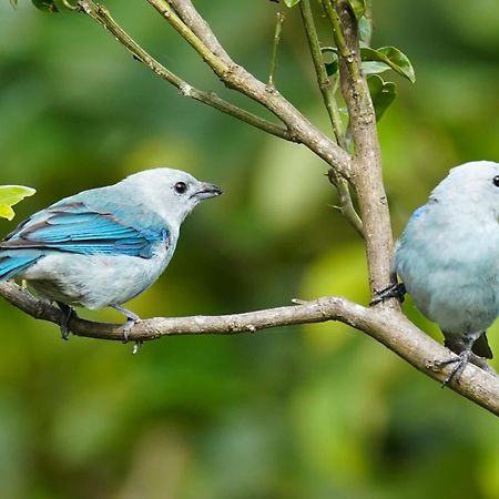 Campo Azul - Monteverde Екстериор снимка