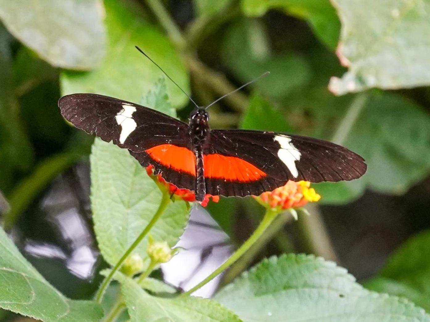 Campo Azul - Monteverde Екстериор снимка