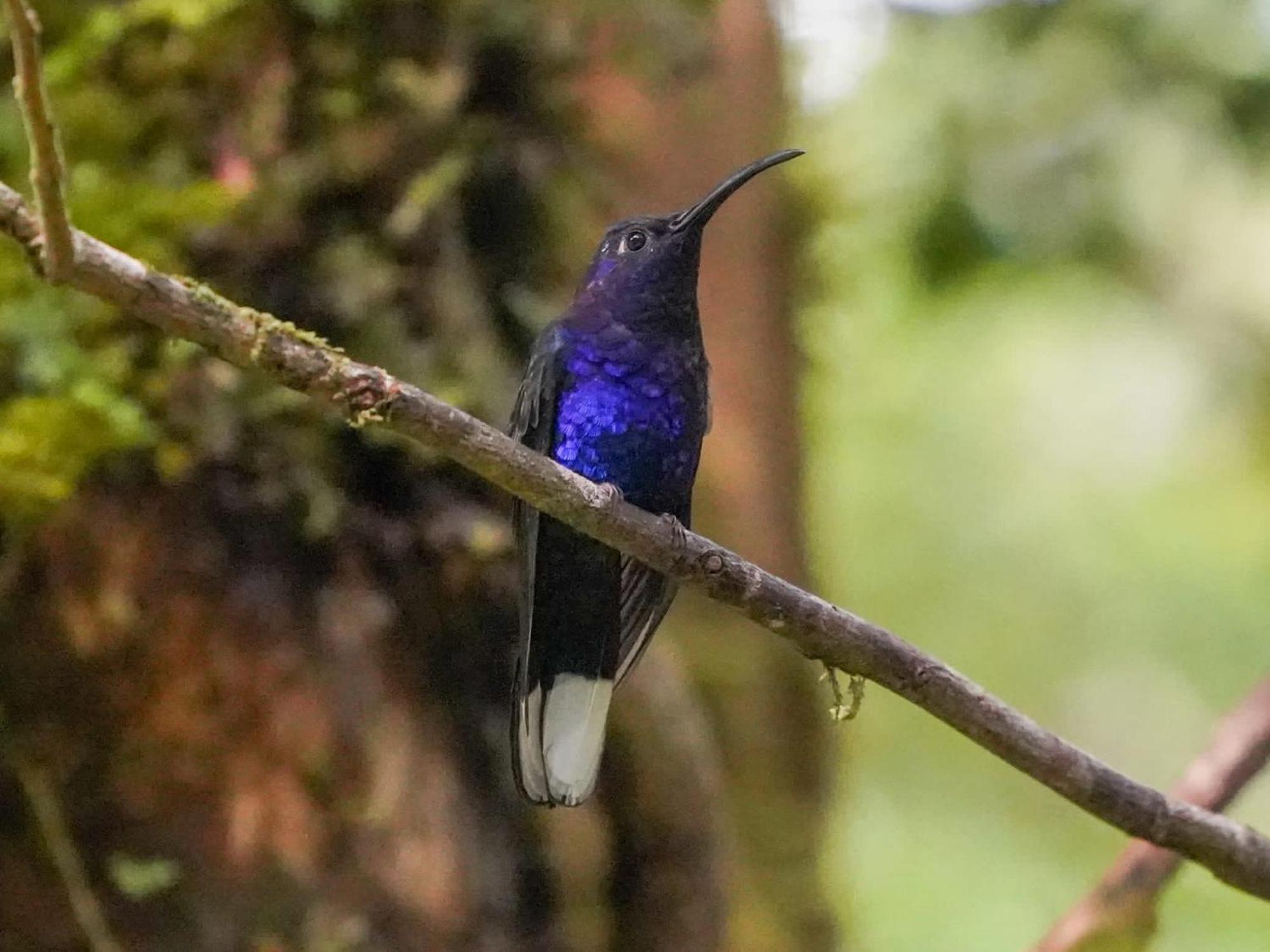 Campo Azul - Monteverde Екстериор снимка