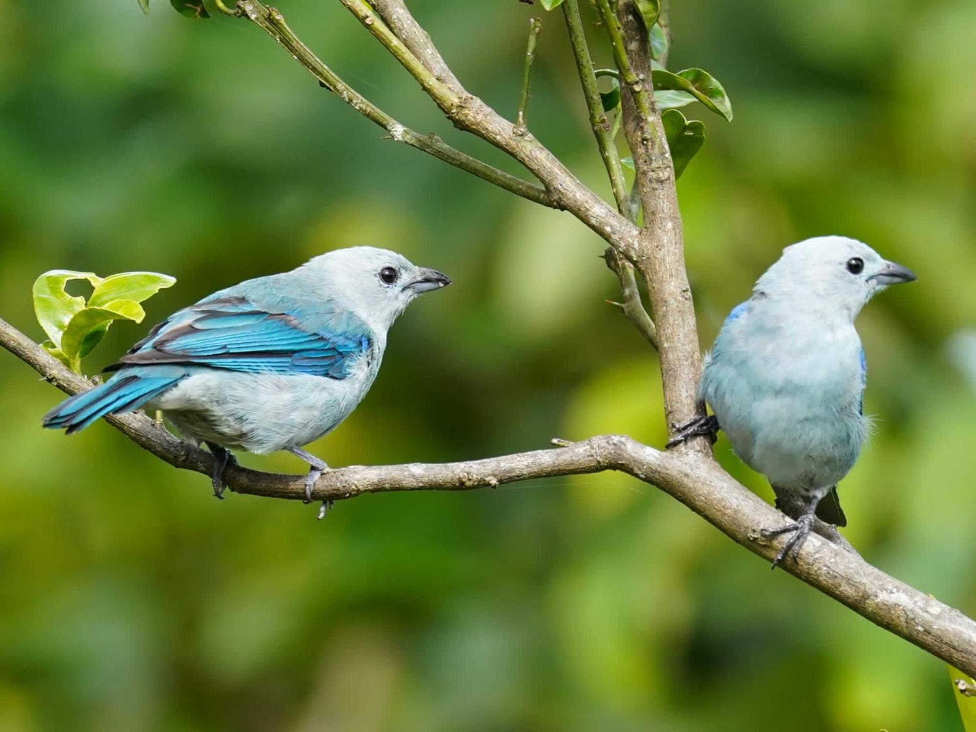 Campo Azul - Monteverde Екстериор снимка